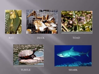 BAT            DUCK     TOAD




      TURTLE          SHARK
 