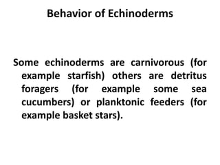Behavior of Echinoderms


Some echinoderms are carnivorous (for
  example starfish) others are detritus
  foragers (for example some sea
  cucumbers) or planktonic feeders (for
  example basket stars).
 
