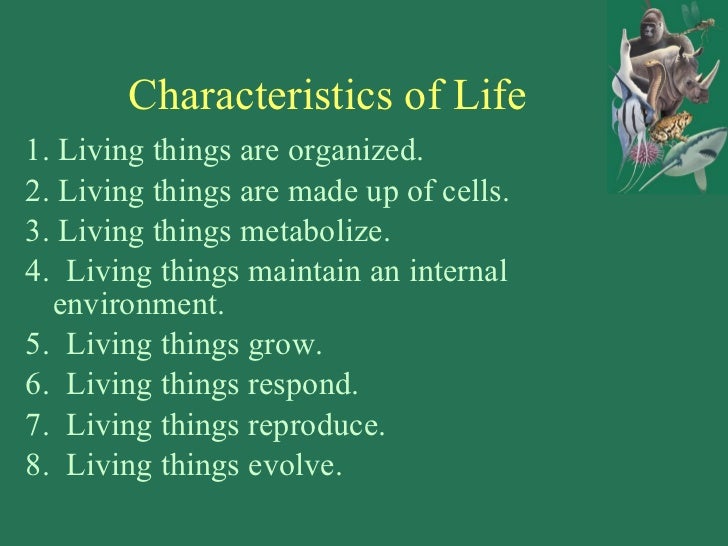 Powerpoint presentation power point kingdom animalia