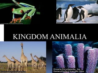KINGDOM ANIMALIA
 