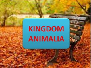 KINGDOM
ANIMALIA

 