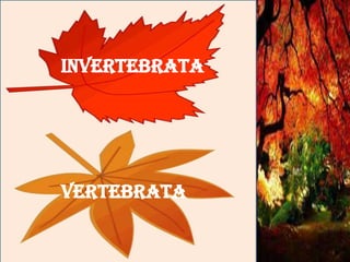 INVERTEBRATA

VERTEBRATA
HOME

 