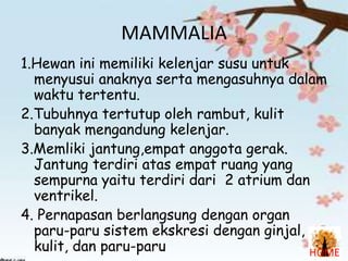 MAMMALIA
1.Hewan ini memiliki kelenjar susu untuk
menyusui anaknya serta mengasuhnya dalam
waktu tertentu.
2.Tubuhnya tertutup oleh rambut, kulit
banyak mengandung kelenjar.
3.Memliki jantung,empat anggota gerak.
Jantung terdiri atas empat ruang yang
sempurna yaitu terdiri dari 2 atrium dan
ventrikel.
4. Pernapasan berlangsung dengan organ
paru-paru sistem ekskresi dengan ginjal,
kulit, dan paru-paru
HOME

 