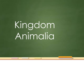 Kingdom
Animalia

 