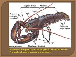 This group includes centipedes and
millipedes
They all live on land,
usually hiding in dark,
damp places
 