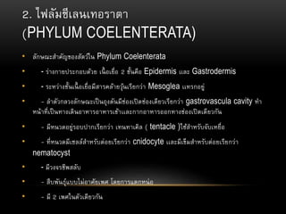 2. ไฟลัมซีเลนเทอราตา
(PHYLUM COELENTERATA)
• ลักษณะสาคัญของสัตว์ใน Phylum Coelenterata
• - ร่างกายประกอบด้วย เนื้ อเยื่อ 2 ชั้นคือ Epidermis เเละ Gastrodermis
• - ระหว่างชั้นเนื้ อเยื่อมีสารคล้ายวุ้นเรียกว่า Mesoglea เเทรกอยู่
• - ลาตัวกลวงลักษณะเป็นถุงตันมีช่องเปิดช่องเดียวเรียกว่า gastrovascula cavity ทา
หน้าที่เป็นทางเดินอาหารอาหารเข้าเเละกากอาหารออกทางช่องเปิดเดียวกัน
• - มีหนวดอยู่รอบปากเรียกว่า เทนทาเคิล ( tentacle )ใช้สาหรับจับเหยื่อ
• - ที่หนวดมีเซลล์สาหรับต่อยเรียกว่า cnidocyte เเละมีเข็มสาหรับต่อยเรียกว่า
nematocyst
• - มีวงจรชีพสลับ
• - สืบพันธุ์แบบไม่อาศัยเพศ โดยการแตกหน่อ
• - มี 2 เพศในตัวเดียวกัน
 