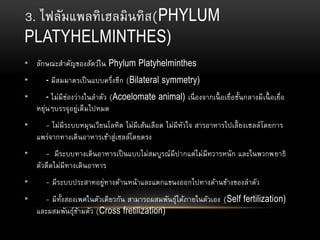3. ไฟลัมแพลทิเฮลมินทิส(PHYLUM
PLATYHELMINTHES)
• ลักษณะสาคัญของสัตว์ใน Phylum Platyhelminthes
• - มีสมมาตรเป็นแบบครึ่งซีก (Bilateral symmetry)
• - ไม่มีช่องว่างในลาตัว (Acoelomate animal) เนื่องจากเนื้ อเยื่อชั้นกลางมีเนื้ อเยื่อ
หยุ่นๆบรรจุอยู่เต็มไปหมด
• - ไม่มีระบบหมุนเวียนโลหิต ไม่มีเส้นเลือด ไม่มีหัวใจ สารอาหารไปเลี้ยงเซลล์โดยการ
แพร่จากทางเดินอาหารเข้าสู่เซลล์โดยตรง
• - มีระบบทางเดินอาหารเป็นแบบไม่สมบูรณ์มีปากแต่ไม่มีทวารหนัก และในพวกพยาธิ
ตัวตืดไม่มีทางเดินอาหาร
• - มีระบบประสาทอยู่ทางด้านหน้าและแตกแขนงออกไปทางด้านข้างของลาตัว
• - มีทั้งสองเพศในตัวเดียวกัน สามารถผสมพันธุ์ได้ภายในตัวเอง (Self fertilization)
และผสมพันธุ์ข้ามตัว (Cross fretilization)
 