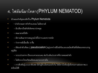 4. ไฟลัมนีมาโทดา(PHYLUM NEMATOD)
• ลักษณะสาคัญของสัตว์ใน Phylum Nemetoda
• - ลาตัวกลมยาวหัวท้ายเเหลม ไม่มีรยางค์
• - มีเปลือกเป็นคิวติเคิลหนาปกคลุม
• - สมมาตรครึ่งซีก
• - มีทางเดินอาหารสมบูรณ์ มีทั้งปากเเละทวารหนัก
• - ร่างกายมีเนื้ อเยื่อ 3 ชั้น
• - มีช่องลาตัวเทียม ( pseudocoelom )อยู่ระหว่างมีโซเดิร์มเเละเอนโดเดิร์มซึ่งมีของเหลวบรรจุ
อยู่เต็ม
• - ระบบประสาท เป็นวงเเหวนรอบคอ ต่อกับเส้นประสาทที่ยาวตลอดลาตัว
• - ไม่มีระบบไหลเวียนเลือดเเละระบบหายใจ
• - การสืบพันธุ์เเบบอาศัยเพศ มีตัวผู้ตัวเมียคนละตัวกัน ไข่มีสารไคตินหุ้มจึงทนทานต่อสภาพเเว
ดล้อมได้ดี
 