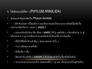 5. ไฟลัมแอนนิลิดา (PHYLUM ANNILIDA)
• ลักษณะสาคัญของสัตว์ใน Phylum Annilida
• - มีลาตัวกลมยาวเป็นปล้องๆ มองเห็นภายนอกเป็นวงเเละภายในมีเนื้ อเยื่อกั้น
ระหว่างปล้องเรียกว่า เซปตา ( septa )
• - เเต่ละปล้องมีอวัยวะ คือ เดือย ( saeta ) 4 คู่ เนฟริเดีย ( อวัยวะขับถ่าย )1 คู่
เส้นประสาท 3 คู่ ทางเดินอาหารเเละช่องลาตัวส่วนหนึ่ง ยกเว้นปล้อง
• - ที่มีหัวที่ซึ่งมีอวัยวะสาคัญ ( สมอง คอหอย หัวใจ )
• - ร่างกายมีสมมาตรครึ่งซีก
• - มีเนื้ อเยื่อ 3 ชั้น
• - มีช่องลาตัวเเท้จริง ( coelom ) ซึ่งเป็นช่องลาตัวในเนื้ อเยื่อมีโซเดิร์ม
• - ระบบประสาทประกอบด้วย ปมสมองที่หัว 1 คู่ และ เส้นประสาทใหญ่ด้านท้อง
 