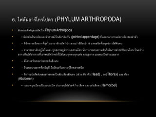 6. ไฟลัมอาร์โทรโปดา (PHYLUM ARTHROPODA)
• ลักษณะสาคัญของสัตว์ใน Phylum Arthropoda
• - มีลาตัวเป็นปล้องและมีรยางค์เป็นข้อๆต่อกัน (jointed appendage) ยื่นออกมาจากแต่ละปล้องของลาตัว
• - มีจานวนชนิดมากที่สุดในอาณาจักรสัตว์ ประมาณว่ามีถึงกว่า 9 แสนชนิดที่มนุษย์เราได้ค้นพบ
• - สามารถอาศัยอยู่ได้ในแทบทุกสภาพภูมิประเทศบนโลก นับว่าประสบความสาเร็จในการดารงชีวิตบนโลกเป็นอย่าง
มาก เห็นได้จากการที่เราพบสัตว์เหล่านี้ ได้แทบทุกหนทุกแห่ง ทุกฤดูกาล และพบเป็นจานวนมาก
• - มีโครงสร้างของร่างกายที่แข็งแรง
• - มีระบบประสาทที่เจริญดี มีอวัยวะรับความรู้สึกหลายชนิด
• - มีการแบ่งสัดส่วนของร่างกายเป็นข้อปล้องชัดเจน 3ส่วน คือ หัว(Head) , อก(Thorax) และ ท้อง
(Abdomen)
• - ระบบหมุนเวียนเป็นระบบเปิด ประกอบไปด้วยหัวใจ เลือด และแอ่งเลือด (Hemocoel)
 