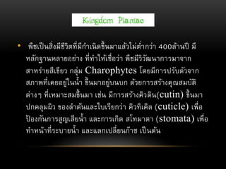 • พืชเป็นสิ่งมีชีวิตที่มีกาเนิดขึ้นมาแล้วไม่ต่ากว่า 400ล้านปี มี
หลักฐานหลายอย่าง ที่ทาให้เชื่อว่า พืชมีวิวัฒนาการมาจาก
สาหร่ายสีเขียว กลุ่ม Charophytes โดยมีการปรับตัวจาก
สภาพที่เคยอยู่ในน้า ขึ้นมาอยู่บนบก ด้วยการสร้างคุณสมบัติ
ต่างๆ ที่เหมาะสมขึ้นมา เช่น มีการสร้างคิวติน(cutin) ขึ้นมา
ปกคลุมผิว ของลาต้นและใบเรียกว่า คิวทิเคิล (cuticle) เพื่อ
ป้ องกันการสูญเสียน้า และการเกิด สโทมาตา (stomata) เพื่อ
ทาหน้าที่ระบายน้า และแลกเปลี่ยนก๊าซ เป็นต้น
 