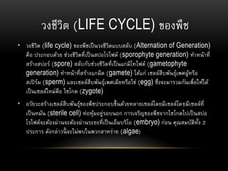 วงชีวิต (LIFE CYCLE) ของพืช
• วงชีวิต (life cycle) ของพืชเป็นวงชีวิตแบบสลับ (Alternation of Generation)
คือ ประกอบด้วย ช่วงชีวิตที่เป็นสปอโรไฟต์ (sporophyte generation) ทาหน้าที่
สร้างสปอร์ (spore) สลับกับช่วงชีวิตที่เป็นแกมีโทไฟต์ (gametophyte
generation) ทาหน้าที่สร้างแกมีต (gamete) ได้แก่ เซลล์สืบพันธุ์เพศผู้หรือ
สเปิร์ม (sperm) และเซลล์สืบพันธุ์เพศเมียหรือไข่ (egg) ซึ่งจะมารวมกันเพื่อให้ได้
เป็นเซลล์ใหม่คือ ไซโกต (zygote)
• อวัยวะสร้างเซลล์สืบพันธุ์ของพืชประกอบขึ้นด้วยหลายเซลล์โดยมีเซลล์โดยมีเซลล์ที่
เป็นหมัน (sterile cell) ห่อหุ้มอยู่รอบนอก การเจริญของพืชจากไซโกตไปเป็นสปอ
โรไฟต์จะต้องผ่านจะต้องผ่านระยะที่เป็นเอ็มบริโอ (embryo) ก่อน คุณสมบัติทั้ง 2
ประการ ดังกล่าวนี้ จะไม่พบในพวกสาหร่าย (algae)
 