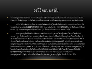 วงชีวิตแบบสลับ
• พืชส่วนใหญ่จะมีสปอโรไฟต์เด่น คือมีขนาดที่มองเห็นได้ชัดเจนทั่วไป ในขณะที่แกมีโทไฟต์ มีขนาดเล็กแทบมองไม่เห็น
ด้วยตาเปล่าในพืชบางกลุ่ม แกมีโทไฟต์ประกอบขึ้นด้วยเซลล์ที่เป็นโมโนพลอยด์ (n) จานวนมากทาหน้าที่สร้างแกมีต
• สปอโรไฟต์ของพืชประกอบขึ้นด้วยเซลล์ที่เป็นดิพลอยด์(2n)ทาหน้าที่ สร้างสปอร์ จากการแบ่งเซลล์ แบบไมโอ
ซิสของสปอร์มาเทอร์เซลล์ (spore mother cell) ที่อยู่ภายในอับสปอร์ (sporangium) สปอร์ซึ่งเป็นเซลล์ที่เป็นเฮ
พลอยด์ (n) จะแบ่งตัวเจริญต่อไปเป็นแกมีโทไฟต์ (n) ที่ทาหน้าที่สร้างแกมีตคือ สเปิร์ม และไข่
• การปฏิสนธิ (fertilization) คือการรวมตัวกันของสเปิร์ม (n) และไข่ (n) จะทาให้ได้เซลล์ใหม่ที่เป็นดิ
พลอยด์ (2n) คือ ไซโกตเกิดขึ้นมา และต่อจากนั้นไซโกตจะแบ่งเซลล์ ได้เป็นเอ็มบริโอ ก่อนที่จะเจริญต่อไป เป็น สปอร์
โรไฟต์ ดังนั้นจึงกล่าวได้ว่า ไซโกตคือ เซลล์เริ่มต้นของช่วงสปอโรไฟต์ และสปอร์คือเซลล์เริ่มต้น ของช่วงแกมีโทไฟต์ ใน
พืชกลุ่มที่ไม่สร้างเมล็ด ส่วนใหญ่จะมีการสร้างสปอร์เพียงชนิดเดียว(homospore)ซึ่ง สปอร์ดังกล่าวจะแบ่งตัว และ
เจริญต่อไปเป็นแกมีโทไฟต์ที่ทาหน้าที่สร้างทั้งสเปิร์มและไข่ บนต้นเดียวกัน แต่สาหรับพืชที่มีการสร้าง เมล็ดแล้วทุกชนิด
จะสร้างสปอร์เป็น2ชนิด (heterospore) ได้แก่ ไมโครสปอร์ (microspore) และ เมกะสปอร์ (megaspore) ไม
โครสปอร์จะแบ่งตัวเจริญต่อไปเป็น ไมโครแกมีโทไฟต์ (microgametophyte) หรือแกมีโทไฟต์เพศผู้ (male
gametophyte) ทาหน้าที่สร้างสเปิร์ม และเมกะสปอร์ จะแบ่งตัวเจริญต่อไป เป็นเมกะแกมีโทไฟต์
(megagametophyte) หรือแกมีโทไฟต์เพศเมีย (female gametophyte) ทาหน้าที่สร้างไข่ ต่อไป
 