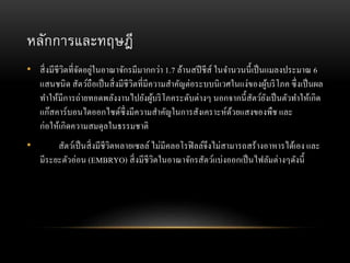 หลักการและทฤษฎี
• สิ่งมีชีวิตที่จัดอยู่ในอาณาจักรมีมากกว่า 1.7 ล้านสปีชีส์ ในจานวนนี้เป็นแมลงประมาณ 6
แสนชนิด สัตว์ถือเป็นสิ่งมีชีวิตที่มีความสาคัญต่อระบบนิเวศในแง่ของผู้บริโภค ซึ่งเป็นผล
ทาให้มีการถ่ายทอดพลังงานไปยังผู้บริโภคระดับต่างๆ นอกจากนี้สัตว์ยังเป็นตัวทาให้เกิด
แก๊สคาร์บอนไดออกไซด์ซึ่งมีความสาคัญในการสังเคราะห์ด้วยแสงของพืช และ
ก่อให้เกิดความสมดุลในธรรมชาติ
• สัตว์เป็นสิ่งมีชีวิตหลายเซลล์ ไม่มีคลอโรฟิลล์จึงไม่สามารถสร้างอาหารได้เอง และ
มีระยะตัวอ่อน (EMBRYO) สิ่งมีชีวิตในอาณาจักรสัตว์แบ่งออกเป็นไฟลัมต่างๆดังนี้
 