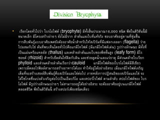 • เรียกโดยทั่วไปว่า ไบรโอไฟต์ (bryophyte) มีทั้งสิ้นประมาณ16,000 ชนิด พืชในดิวิชันนี้ มี
ขนาดเล็ก มีโครงสร้างง่ายๆ ยังไม่มีราก ลาต้นและใบที่แท้จริง ชอบอาศัยอยู่ตามที่ชุ่มชื้น
การสืบพันธุ์แบบอาศัยเพศยังต้องอาศัยน้าสาหรับให้สเปิร์มที่มีแฟลกเจลลา (flagella) ว่าย
ไปผสมกับไข่ ต้นที่พบเห็นโดยทั่วไปคือแกมีโทไฟต์ (มีแกมีโทไฟต์เด่น) รูปร่างลักษณะ มีทั้งที่
เป็นแผ่นหรือแทลลัส (thallus) และคล้ายลาต้นและใบของพืชชั้นสูง (leafy form) มีไร
ซอยด์ (rhizoid) สาหรับยึดต้นให้ติดกับดิน และช่วยดูดน้าและแร่ธาตุ มีส่วนคล้ายใบเรียก
phylloid และส่วนคล้ายลาต้นเรียกว่าcauloid แกมีโทไฟต์ของไบรโอไฟต์มีสีเขียว
เพราะมีคลอโรฟิลล์สามารถสร้างอาหารได้เอง ทาให้อยู่ได้อย่างอิสระ เมื่อแกมีโทไฟต์เจริญ
เต็มที่จะสร้างเซลล์สืบพันธุ์คือสเปิร์มและไข่ต่อไป ภายหลังการปฏิสนธิของสเปิร์มและไข่ จะ
ได้ไซโกตซึ่งแบ่งตัวเจริญต่อไปเป็นเอ็มบริโอ และสปอร์โรไฟต์ ตามลาดับ สปอโรไฟต์ของ ไบร
โอไฟต์ มีรูปร่างลักษณะง่ายๆ ไม่สามารถอยู่ได้อย่างอิสระ จะต้องอาศัยอยู่บนแกมีโทไฟต์
ตลอดชีวิต พืชในดิวิชันนี้ สร้างสปอร์เพียงชนิดเดียว
 