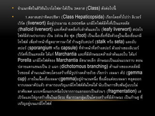 • จาแนกพืชในดิวิชันไบรโอไฟตาได้เป็น 3คลาส (Class) ดังต่อไปนี้
• 1.คลาสเฮปาทิคอปซิดา (Class Hepaticopsida) เรียกโดยทั่วไปว่า ลิเวอร์
เวิร์ต (liverwort) มีอยู่ประมาณ 6,000ชนิด แกมีโทไฟต์มีทั้งที่เป็นแทลลัส
(thalloid liverwort) และที่คล้ายคลึงกับลาต้นและใบ (leafy liverwort) สปอโร
ไฟต์มีส่วนประกอบ เป็น 3ส่วน คือ ฟุต (foot) เป็นเนื้ อเยื่อที่ฝังตัวอยู่ในเนื้ อเยื่อแกมี
โทไฟต์ เพื่อทาหน้าที่ดูดอาหารมาใช้ ก้านชูอับสปอร์ (stalk หรือ seta) และอับ
สปอร์ (sporangium หรือ capsule) ที่ทาหน้าที่สร้างสปอร์ ตัวอย่างของลิเวอร์
เวิร์ตที่เป็นแทลลัส ได้แก่ Marchantia และที่มีลักษณะคล้ายลาต้นและใบ ได้แก่
Porella แกมีโทไฟต์ของ Marchantia มีขนาดเล็ก ลักษณะเป็นแผ่นแบนราบ ตอน
ปลายแตกแขนงเป็น 2 แฉก (dichotomous branching) ด้านล่างของเทลลัสมี
ไรซอยด์ ด้านบนมักพบโครงสร้างที่มีรูปร่างคล้ายถ้วย เรียกว่า เจมมา คัป (gemma
cup) ภายในเนื้ อเยื่อเจมมา(gemma)อยู่จานวนหนึ่ง ซึ่งเมื่อแต่ละเจมมา หลุดออก
จากเจมมาคัปแล้ว สามารถเจริญแกมีโทไฟต์ต้นใหม่ได้ นับเป็นการสืบพันธุ์แบบไม่
อาศัยเพศ แบบหนึ่งนอกเหนือไปจากการแยกออกเป็นส่วนๆ (fragmentation) เส
เปิร์มและไข่ถูกสร้างขึ้นในอวัยวะ ที่มารวมกลุ่มเป็นโครงสร้างที่มีลักษณะ เป็นก้านชู ที่
เจริญอยู่บนแกมีโทไฟต์
 