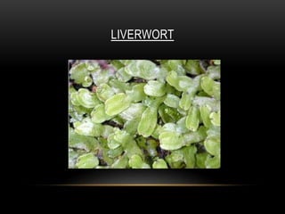 LIVERWORT
 