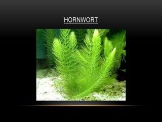 HORNWORT
 