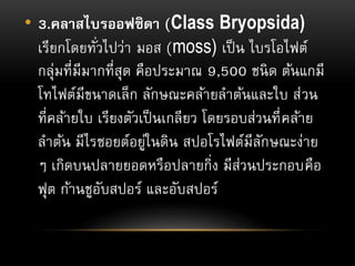 • 3.คลาสไบรออฟซิดา (Class Bryopsida)
เรียกโดยทั่วไปว่า มอส (moss) เป็น ไบรโอไฟต์
กลุ่มที่มีมากที่สุด คือประมาณ 9,500 ชนิด ต้นแกมี
โทไฟต์มีขนาดเล็ก ลักษณะคล้ายลาต้นและใบ ส่วน
ที่คล้ายใบ เรียงตัวเป็นเกลียว โดยรอบส่วนที่คล้าย
ลาต้น มีไรซอยต์อยู่ในดิน สปอโรไฟต์มีลักษณะง่าย
ๆ เกิดบนปลายยอดหรือปลายกิ่ง มีส่วนประกอบคือ
ฟุต ก้านชูอับสปอร์ และอับสปอร์
 