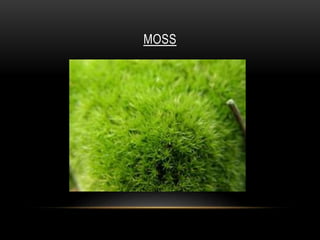 MOSS
 