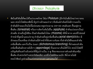 • พืชในดิวิชันนี้ ที่พบได้ในประเทศไทย ได้แก่ Psilotum รู้จักกันในชื่อไทยว่าหวายทะ
นอย สปอโรไฟต์ของพืชนี้ มีรูปร่างลักษณะง่ายๆ คือมีแต่ลาต้นยังไม่มีรากและใบ
ลาต้นมีลักษณะเป็นไม้เนื้ ออ่อนขนาดสูงประมาณ 20–30 เซนติเมตร ขึ้นอยู่ตาม
พื้นดิน (tcrrestrial) หรือเกาะติดกับต้นไม้อื่น (epiphyte) ลาต้นแบ่งออกเป็น2
ส่วนคือ ส่วนที่อยู่ใต้ดิน เป็นลาต้นชนิดไรโซม (rhizome) มีสีน้าตาล และมีไรซอยด์
ทาหน้าที่ดูดน้าและแร่ธาตุ ลาต้นส่วนที่อยู่เหนือพื้นดิน(acrial stem)มีสีเขียว มี
ลักษณะเป็นเหลี่ยม ลาต้นส่วนนี้ ทาหน้าที่สังเคราะห์แสง ทั้งลาต้นใต้ดินและลาต้น
เหนือพื้นดิน แตกกิ่งเป็น 2แฉก (dichotomous branching) ที่ส่วนของลาต้น
เหนือพื้นดินมีระยางค์เล็กๆ (appcndage) ยื่นออกมาเห็นได้ทั่วไป สปอโรไฟต์ที่
เจริญต้นที่จะสร้างอับสปอร์ที่มีรูปร่างเป็น 3 พู ที่ซอกของระยางค์บนลาต้นเหนือ
พื้นดิน อับสปอร์สร้างสปอร์ชนิดเดียว แกมีโทไฟต์มีขนาดเล็ก สีน้าตาลไม่มี
คลอโรฟิลล์ รูปร่างเป็นแท่งทรงกระบอก แตกแขนงได้
 