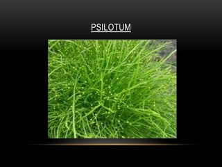 PSILOTUM
 