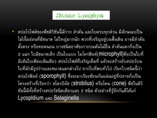 • สปอโรไฟต์ของพืชดิวิชันนี้ มีราก ลาต้น และใบครบทุกส่วน มีลักษณะเป็น
ไม้เนื้ ออ่อนที่มีขนาด ไม่ใหญ่มากนัก พวกที่เจริญอยู่บนพื้ นดิน อาจมีลาต้น
ตั้งตรง หรือทอดนอน บางชนิดอาศัยเกาะบนต้นไม้อื่น ลาต้นแตกกิ่งเป็น
2 แฉก ใบมีขนาดเล็ก เป็นใบแบบ ไมโครฟิลล์(microphyll)คือเป็นใบที่
มีเส้นใบเพียงเส้นเดียว สปอโรไฟต์ที่เจริญเต็มที่ แล้วจะสร้างอับสปอร์บน
ใบที่มักมีรูปร่างและขนาดแตกต่างไป จากใบที่พบทั่วไป เรียกใบชนิดนี้ ว่า
สปอโรฟิลล์ (sporophyll) ซึ่งจะมาเรียงซ้อนกันแน่นอยู่ที่ปลายกิ่งเป็น
โครงสร้างที่เรียกว่า สโตรบิลัส (strobilus) หรือโคน (cone) พืชในดิวิ
ชันนี้ มีทั้งที่สร้างสปอร์ชนิดเดียวและ 2 ชนิด ตัวอย่างที่รู้จักกันดีได้แก่
Lycopldium และ Selaginella
 
