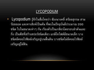 LYCOPODIUM
• Lycopodium รู้จักในชื่อไทยว่า ช้องนางคลี่ สร้อยสุกรม สาม
ร้อยยอด และหางสิงห์เป็นต้น ที่พบในปัจจุบันมีประมาณ 200
ชนิด ใบในขนาดเท่าๆ กัน เรียงตัวเป็นเกลียวโดยรอบลาต้นและ
กิ่ง เป็นพืชที่สร้างสปอร์ชนิดเดียว แกมีโทไฟต์มีขนาดเล็ก บาง
ชนิดมีคลอโรฟิลล์เจริญอยู่บนพื้นดิน บางชนิดไม่มีคลอโรฟิลล์
เจริญอยู่ใต้ดิน
 
