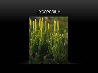 LYCOPODIUM
 