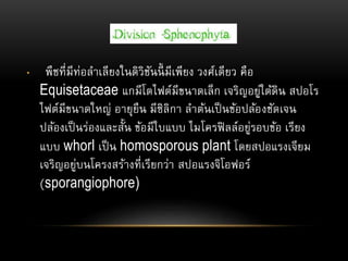 • พืชที่มีท่อลาเลียงในดิวิชันนี้ มีเพียง วงศ์เดียว คือ
Equisetaceae แกมีโตไฟต์มีขนาดเล็ก เจริญอยู่ใต้ดิน สปอโร
ไฟต์มีขนาดใหญ่ อายุยืน มีซิลิกา ลาต้นเป็นข้อปล้องชัดเจน
ปล้องเป็นร่องและสั้น ข้อมีใบแบบ ไมโครฟิลล์อยู่รอบข้อ เรียง
แบบ whorl เป็น homosporous plant โดยสปอแรงเจียม
เจริญอยู่บนโครงสร้างที่เรียกว่า สปอแรงจิโอฟอร์
(sporangiophore)
 