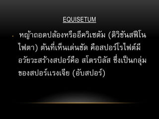 EQUISETUM
• หญ้าถอดปล้องหรืออีควิเซตัม (ดิวิชันสฟีโน
ไฟตา) ต้นที่เห็นเด่นชัด คือสปอร์โรไฟต์มี
อวัยวะสร้างสปอร์คือ สโตรบิลัส ซึ่งเป็นกลุ่ม
ของสปอร์เเรงเจีย (อับสปอร์)
 