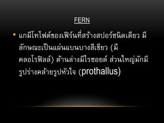 FERN
• แกมีโทไฟต์ของเฟิร์นที่สร้างสปอร์ชนิดเดียว มี
ลักษณะเป็นแผ่นแบนบางสีเขียว (มี
คลอโรฟิลล์) ด้านล่างมีไรซอยด์ ส่วนใหญ่มักมี
รูปร่างคล้ายรูปหัวใจ (prothallus)
 