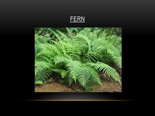 FERN
 