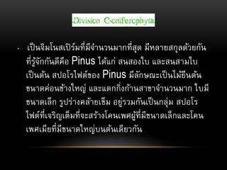 • เป็นจิมโนสเปิร์มที่มีจานวนมากที่สุด มีหลายสกุลด้วยกัน
ที่รู้จักกันดีคือ Pinus ได้แก่ สนสองใบ และสนสามใบ
เป็นต้น สปอโรไฟต์ของ Pinus มีลักษณะเป็นไม้ยืนต้น
ขนาดค่อนข้างใหญ่ และแตกกิ่งก้านสาขาจานวนมาก ใบมี
ขนาดเล็ก รูปร่างคล้ายเข็ม อยู่รวมกันเป็นกลุ่ม สปอโร
ไฟต์ที่เจริญเต็มที่จะสร้างโคนเพศผู้ที่มีขนาดเล็กและโคน
เพศเมียที่มีขนาดใหญ่บนต้นเดียวกัน
 