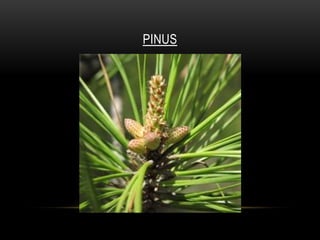 PINUS
 