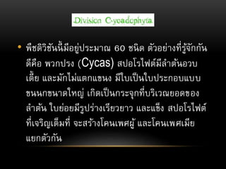 • พืชดิวิชันนี้ มีอยู่ประมาณ 60 ชนิด ตัวอย่างที่รู้จักกัน
ดีคือ พวกปรง (Cycas) สปอโรไฟต์มีลาต้นอวบ
เตี้ย และมักไม่แตกแขนง มีใบเป็นใบประกอบแบบ
ขนนกขนาดใหญ่ เกิดเป็นกระจุกที่บริเวณยอดของ
ลาต้น ใบย่อยมีรูปร่างเรียวยาว และแข็ง สปอโรไฟต์
ที่เจริญเต็มที่ จะสร้างโคนเพศผู้ และโคนเพศเมีย
แยกตัวกัน
 