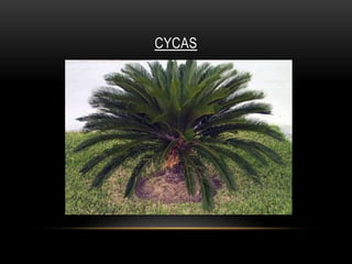 CYCAS
 