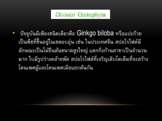 • ปัจจุบันมีเพียงชนิดเดียวคือ Ginkgo biloba หรือแปะก๊วย
เป็นพืชที่ขึ้นอยู่ในเขตอบอุ่น เช่น ในประเทศจีน สปอโรไฟต์มี
ลักษณะเป็นไม้ยืนต้นขนาดสูงใหญ่ แตกกิ่งก้านสาขาเป็ นจานวน
มาก ใบมีรูปร่างคล้ายพัด สปอโรไฟต์ที่เจริญเติบโตเต็มที่จะสร้าง
โคนเพศผู้และโคนเพศเมียแยกต้นกัน
 