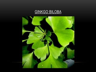GINKGO BILOBA
 