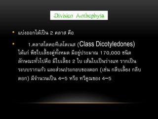 • แบ่งออกได้เป็น 2 คลาส คือ
• 1.คลาสไดคอทีเลโดเนส (Class Dicotyledones)
ได้แก่ พืชใบเลี้ยงคู่ทั้งหมด มีอยู่ประมาณ 170,000 ชนิด
ลักษณะทั่วไปคือ มีใบเลี้ยง 2 ใบ เส้นใบเป็นร่างแห รากเป็น
ระบบรากแก้ว และส่วนประกอบของดอก (เช่น กลีบเลี้ยง กลีบ
ดอก) มีจานวนเป็น 4–5 หรือ ทวีคูณของ 4–5
 