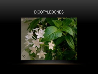 DICOTYLEDONES
 