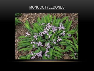 MONOCOTYLEDONES
 