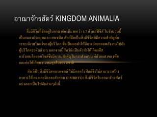 สิ่งมีชีวิตที่จัดอยู่ในอาณาจักรมีมากกว่า 1.7 ล้านสปีชีส์ ในจานวนนี้
เป็นแมลงประมาณ 6 แสนชนิด สัตว์ถือเป็นสิ่งมีชีวิตที่มีความสาคัญต่อ
ระบบนิเวศในแง่ของผู้บริโภค ซึ่งเป็นผลทาให้มีการถ่ายทอดพลังงานไปยัง
ผู้บริโภคระดับต่างๆ นอกจากนี้สัตว์ยังเป็นตัวทาให้เกิดแก๊ส
คาร์บอนไดออกไซด์ซึ่งมีความสาคัญในการสังเคราะห์ด้วยแสงของพืช
และก่อให้เกิดความสมดุลในธรรมชาติ
สัตว์เป็นสิ่งมีชีวิตหลายเซลล์ ไม่มีคลอโรฟิลล์จึงไม่สามารถสร้าง
อาหารได้เอง และมีระยะตัวอ่อน (EMBRYO) สิ่งมีชีวิตในอาณาจักรสัตว์
แบ่งออกเป็นไฟลัมต่างๆดังนี้
อาณาจักรสัตว์ KINGDOM ANIMALIA
 