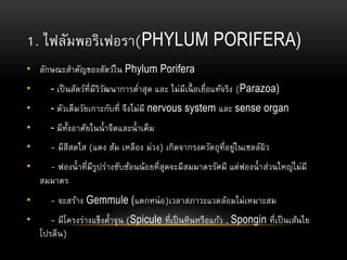 1. ไฟลัมพอริเฟอรา(PHYLUM PORIFERA)
• ลักษณะสาคัญของสัตว์ใน Phylum Porifera
• - เป็นสัตว์ที่มีวิวัฒนาการต่าสุด และ ไม่มีเนื้ อเยื่อแท้จริง (Parazoa)
• - ตัวเต็มวัยเกาะกับที่ จึงไม่มี nervous system และ sense organ
• - มีทั้งอาศัยในน้าจืดและน้าเค็ม
• - มีสีสดใส (แดง ส้ม เหลือง ม่วง) เกิดจากรงควัตถุที่อยู่ในเซลล์ผิว
• - ฟองน้าที่มีรูปร่างซับซ้อนน้อยที่สุดจะมีสมมาตรรัศมี แต่ฟองน้าส่วนใหญ่ไม่มี
สมมาตร
• - จะสร้าง Gemmule (แตกหน่อ)เวลาสภาวะแวดล้อมไม่เหมาะสม
• - มีโครงร่างแข็งค้าจุน (Spicule ที่เป็นหินหรือแก้ว , Spongin ที่เป็นเส้นใย
โปรตีน)
 