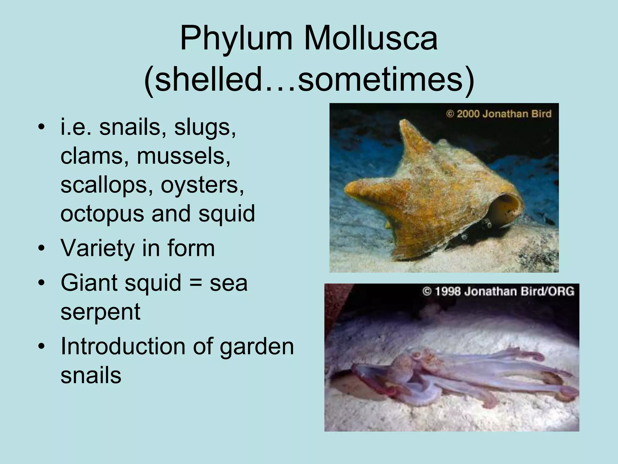 Phylum Mollusca
(shelled…sometimes)
• i.e. snails, slugs,
clams, mussels,
scallops, oysters,
octopus and squid
• Variety in form
• Giant squid = sea
serpent
• Introduction of garden
snails
 