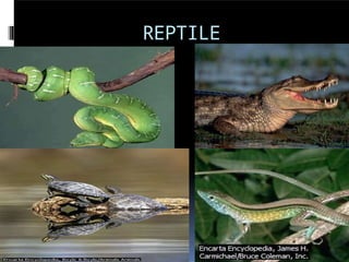 REPTILE
S
 