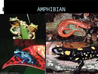 AMPHIBIAN
S
 