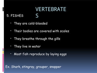 VERTEBRATE
S
5. FISHES
- They are cold-blooded
- Their bodies are covered with scales
- They breathe through the gills
- They live in water
- Most fish reproduce by laying eggs
Ex. Shark, stingray, grouper, snapper
 