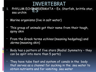 INVERTEBRAT
ES
1. PHYLUM ECHINODERMATA – Ex. Starfish, brittle star,
sea urchin
- Marine organisms (live in salt water)
- This group of animals got their name from their tough,
spiny skin
- From the Greek terms echinos (meaning hedgehog) and
derma (meaning skin)
- Body has a pattern of five stars (Radial Symmetry – they
can be split into more than 5 parts)
- They have tube feet and system of canals in the body
that serves as a channel for sucking in the sea water to
obtain nutrients and for vomiting sea water
 