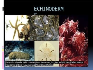 ECHINODERM
S
 